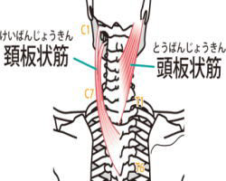 首の筋肉（2）